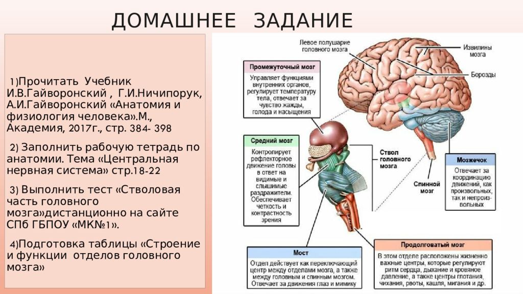 Brain 89. Анатомия и физиология человека и.в. Гайворонский, г.и. Ничипорук. Головной мозг анатомия и физиология человека кратко. Топография головного мозга человека анатомия. Рабочая тетрадь по анатомии головной мозг.
