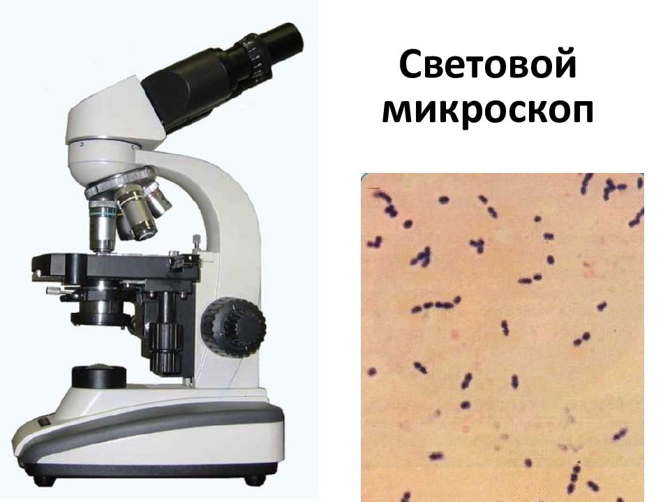 Световая микроскопия. Иммерсионная световая микроскопия. Микроскоп (с иммерсионным объективом) XSZ-107bn. Лейшмания световой микроскоп микроскоп. Светлопольная микроскопия бактерий.