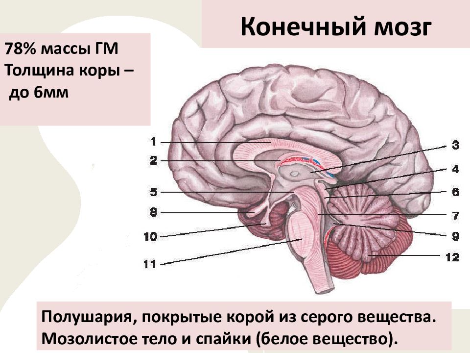 Рассечение мозолистого тела