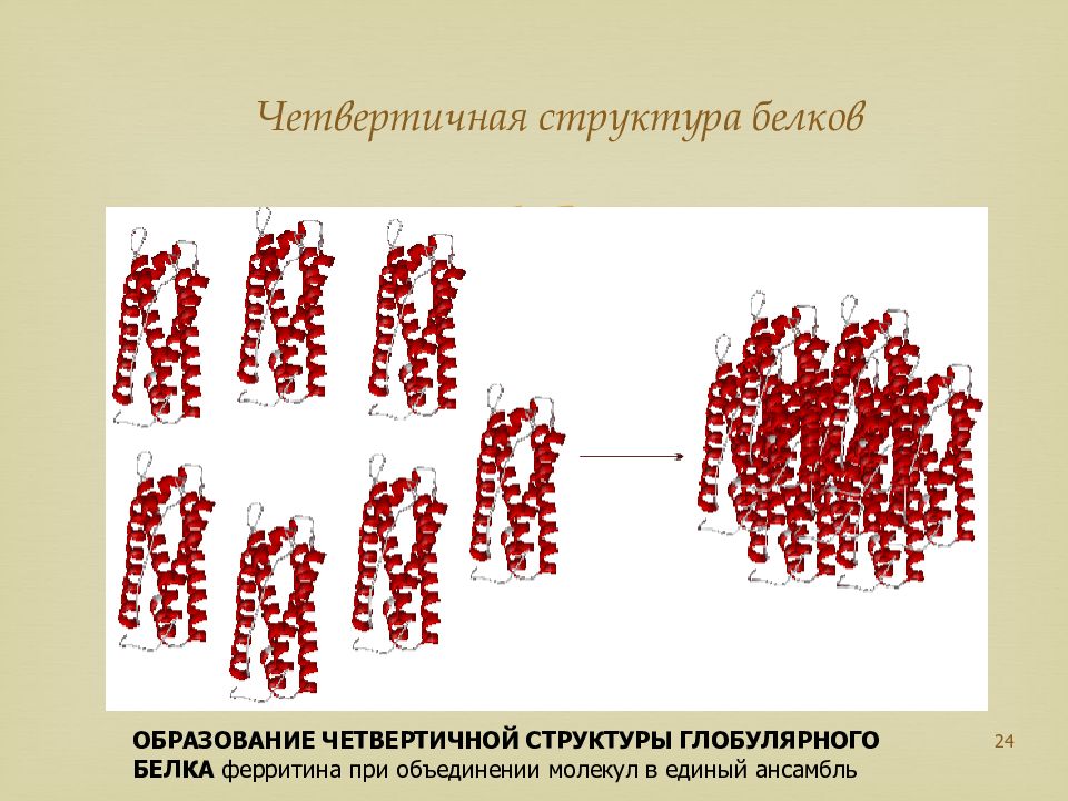 Образование белка