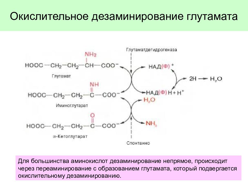 В результате дезаминирования образуется. Реакцию окислительного дезаминирования глутамата. Реакции непрямого окислительного дезаминирования аминокислот. Непрямое окислительное дезаминирование аминокислот схема. Окислительное дезаминирование аминокислот.