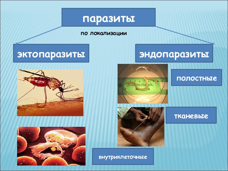 Паразиты картинки для презентации