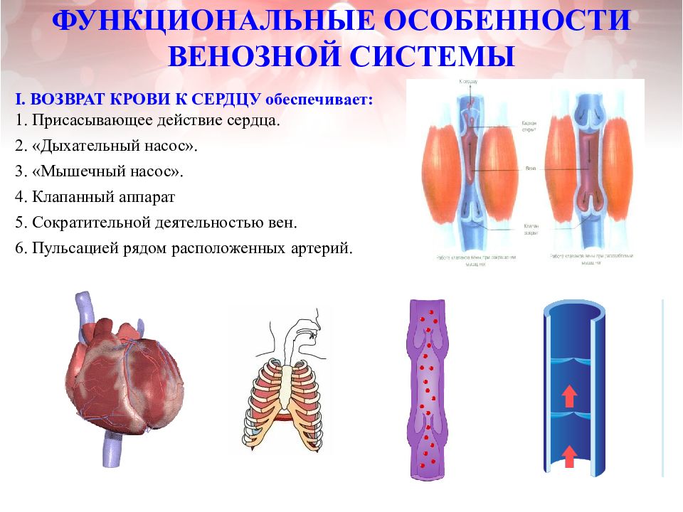 Функциональная анатомия. Функциональная анатомия венозной системы. Мышечный и дыхательный насос венозной системы. Особенности венозной системы. Особенные характеристики венозной крови.