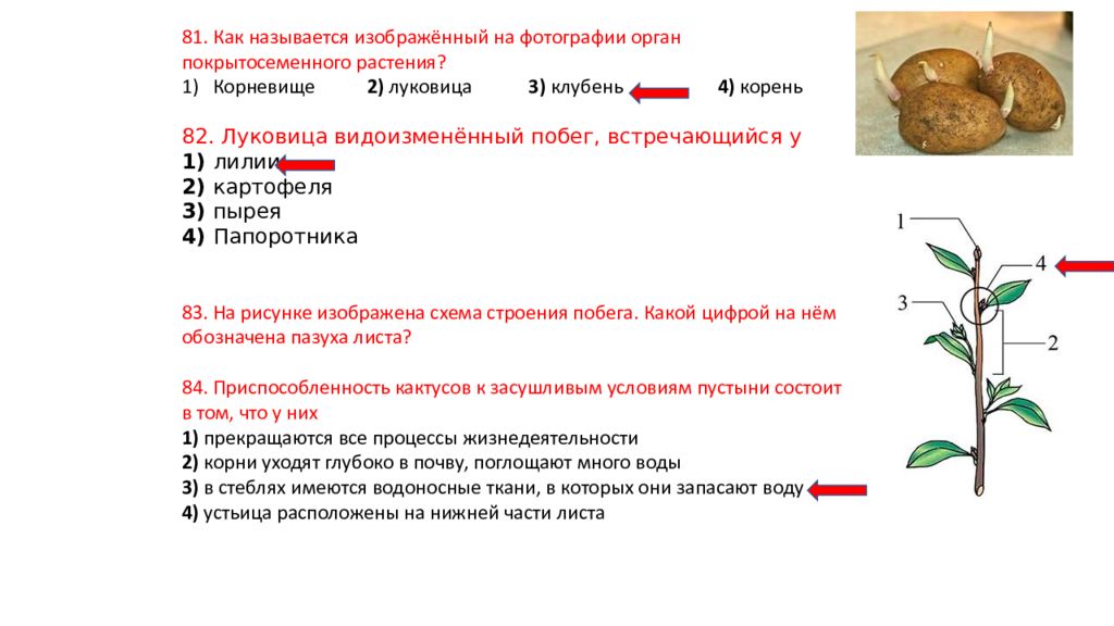 Тесты огэ растения. Растения ОГЭ. Органы растений ОГЭ. Растения ОГЭ биология. Покрытосеменные растения ОГЭ.