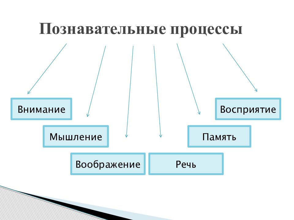 Влияние познавательных процессов на развитие