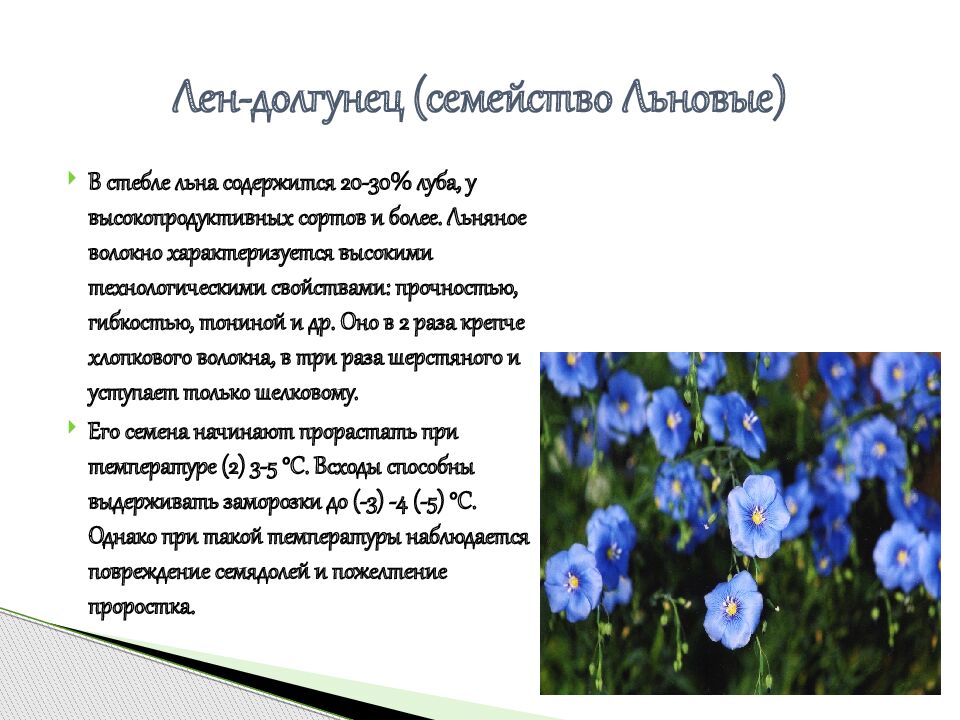 Лен-долгунец (семейство Льновые)