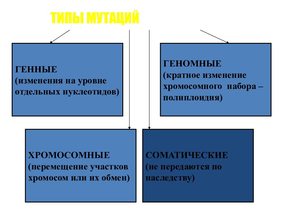 Генные геномные хромосомные мутации. Характеристика видов мутаций. Тип мутации и причина. Мутации типы мутаций. Типы мутаций и их причины.