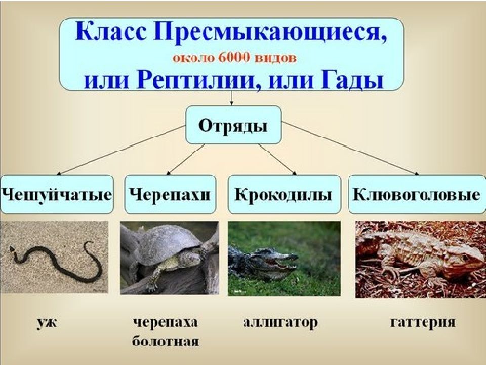 Презентация класс пресмыкающиеся или рептилии 7 класс презентация