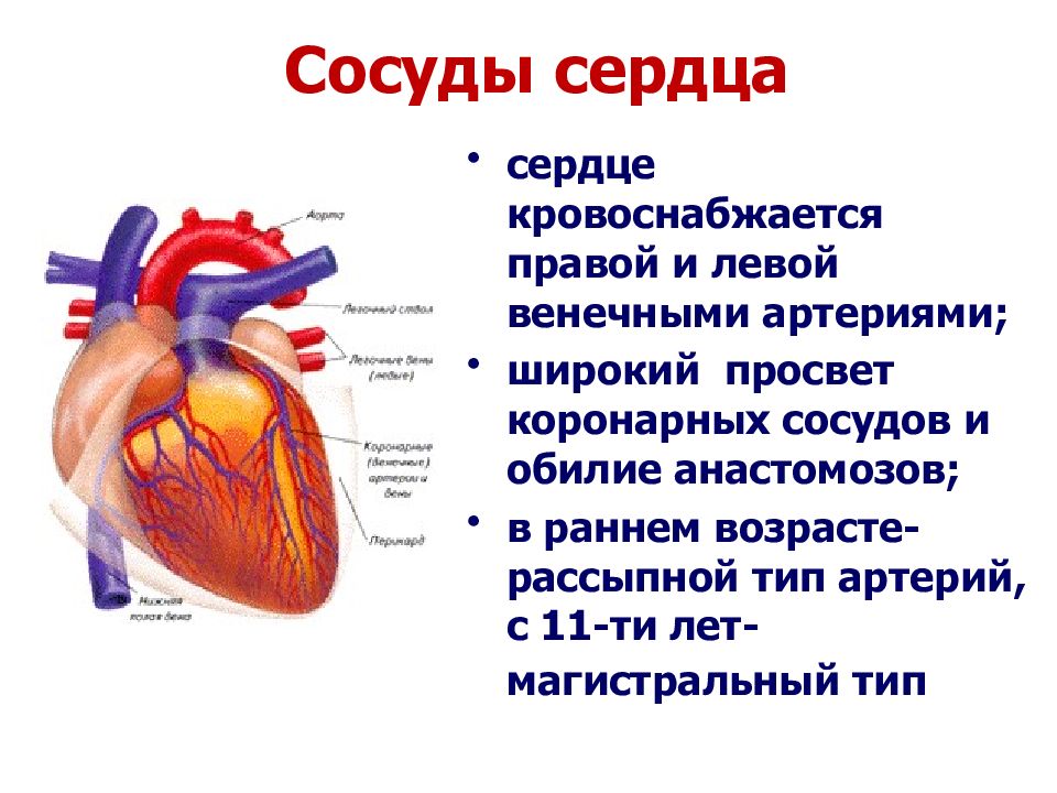 Насколько сердце. Сердце сердечно сосудистая система анатомия. Строение сердца коронарные сосуды. Сердечно сосудистая система сердце сосуды схема. Сердечно сосудистая система артерии и вены.