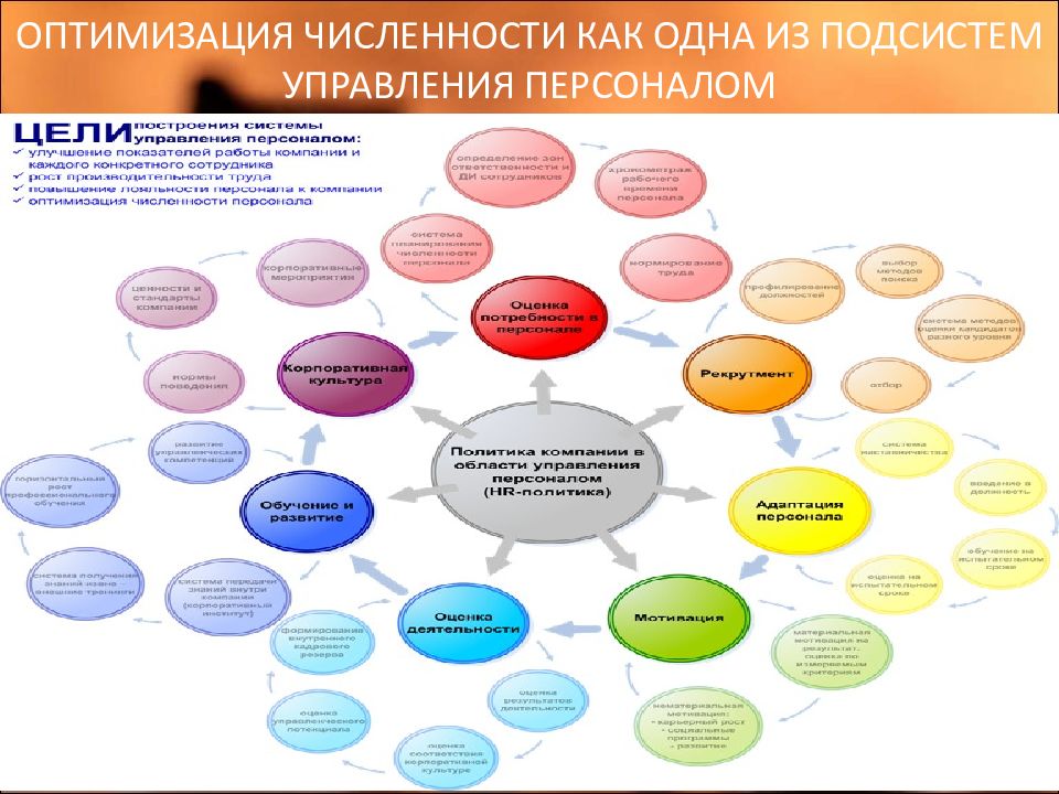 Презентация по оптимизации численности