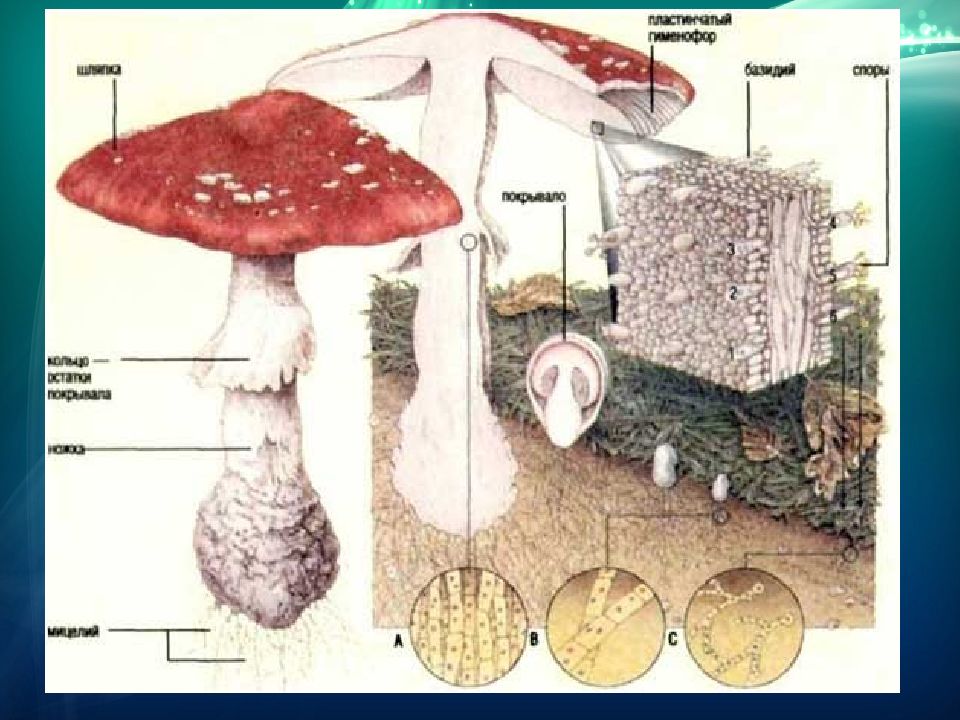 Многоклеточные организмы. Многоклеточные организмах презентация. Большинство грибов многоклеточные организмы. Первые многоклеточные организмы.