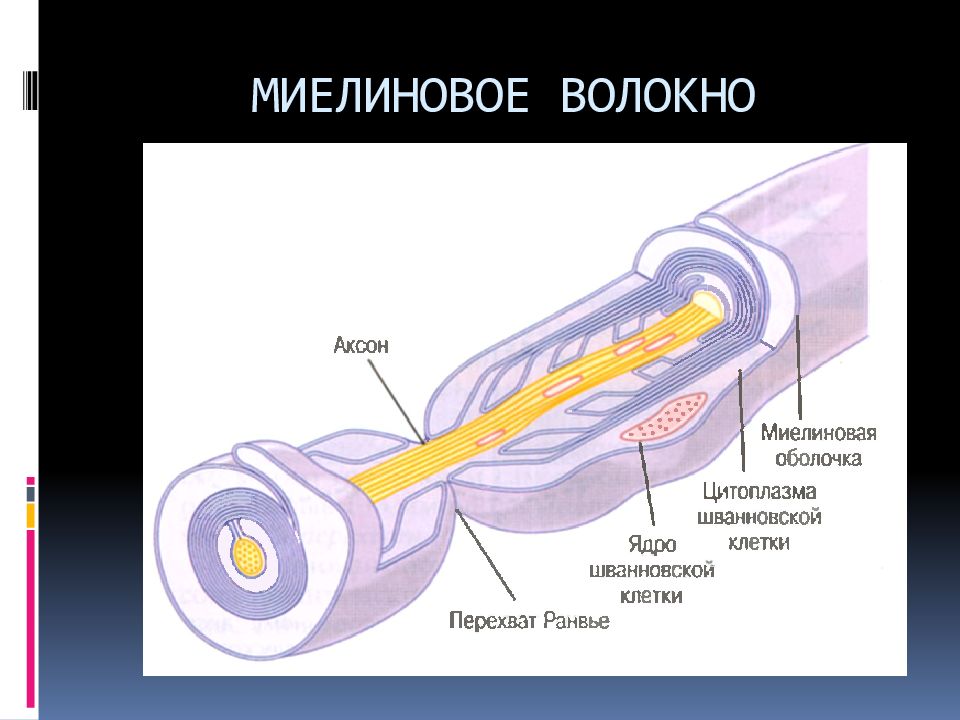 Безмиелиновые нервные волокна рисунок