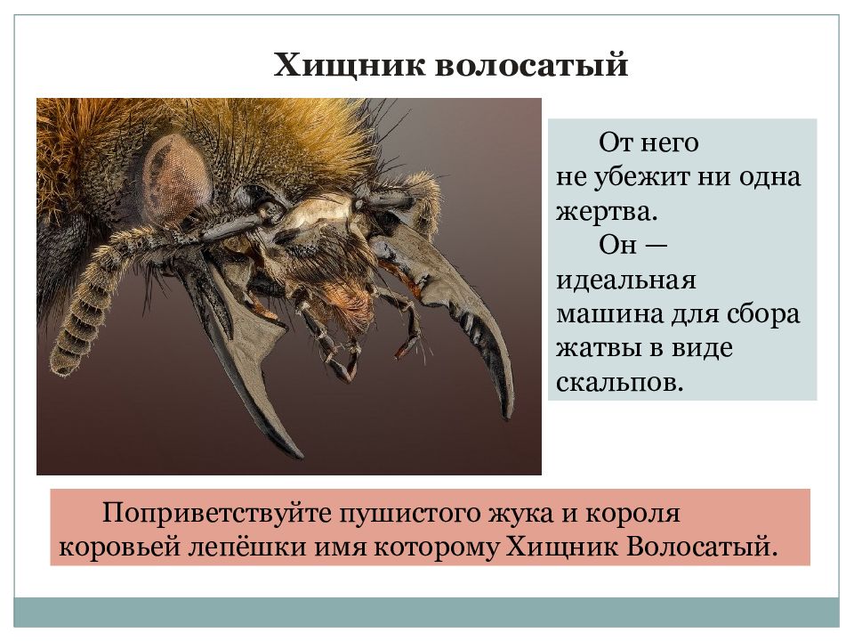 От него не убежит ни одна жертва. Он  — идеальная машина для сбора жатвы в виде