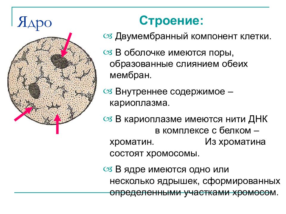 Структура ядра клетки