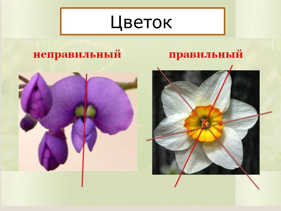 Правильный цветок. Симметрия цветка. Радиально симметричные цветки. Оси симметрии цветка. Правильные и неправильные цветки.