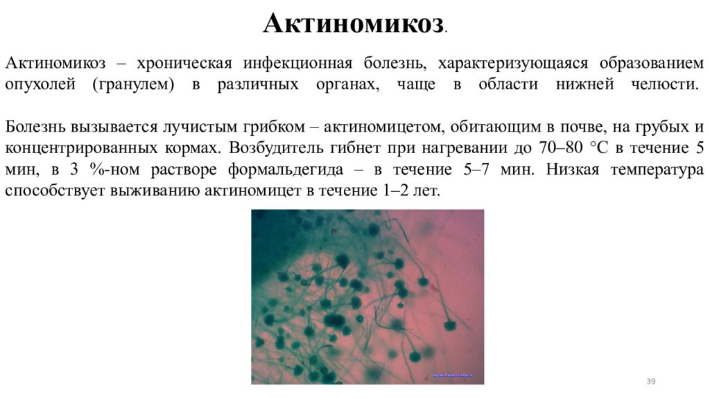 Актиномикоз клиническая картина