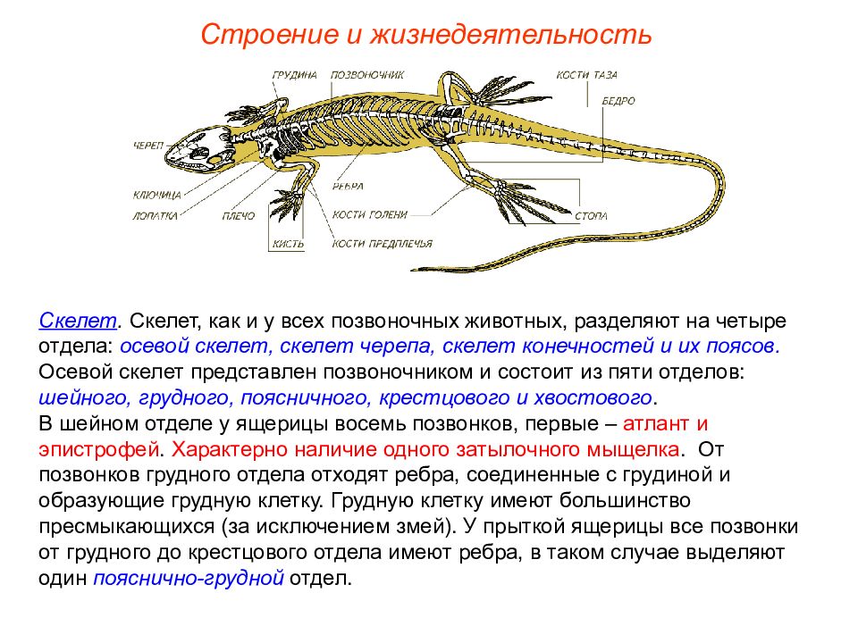 Строение и жизнедеятельность. Строение конечностей пресмыкающихся. Осевой скелет рептилий позвонки. Строение грудной клетки пресмыкающихся. Скелет поясов пресмыкающихся.