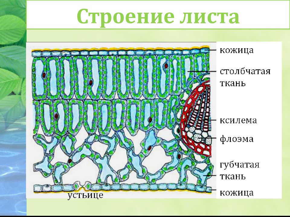 Изображение столбчатой ткани. Основная ткань растений кожица листа. Внутреннее строение листа ткани. Строение кожицы и мякоти листа. Строение клетки кожицы листа.