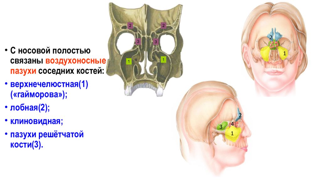 Полость связывать. Решетчатая кость воздухоносные пазухи. Воздухоносные пазухи черепа анатомия. Воздухоносные пазухи гайморова лобная решетчатая клиновидная. Решетчатая кость пазухи носа.