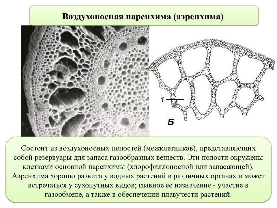 Хорошо развита воздухоносная ткань. Аэренхима паренхима. Аэренхима ткань растений. Основная воздухоносная ткань растений. Паренхима хлоренхима аэренхима.