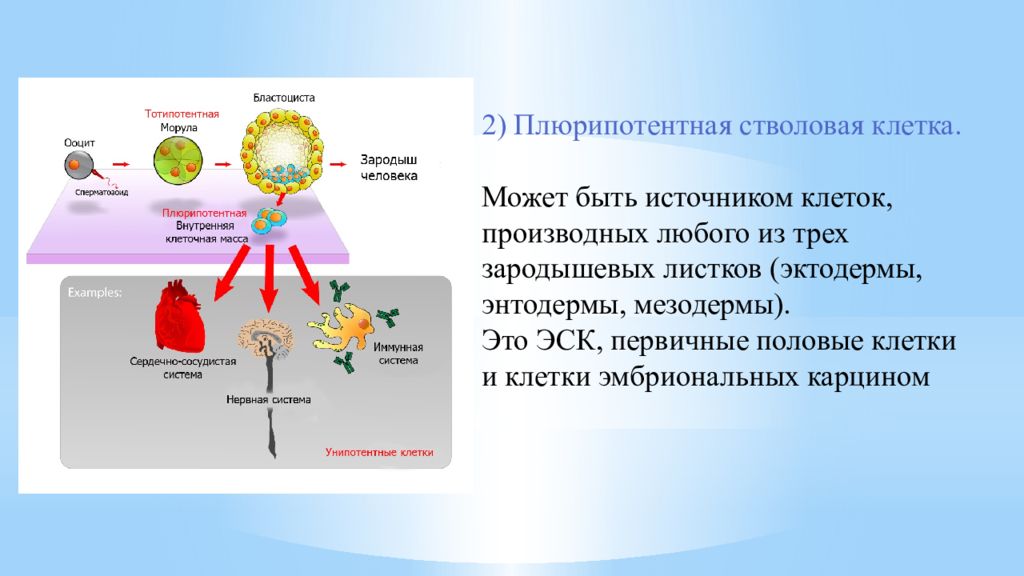 Стволовые клетки в медицине презентация