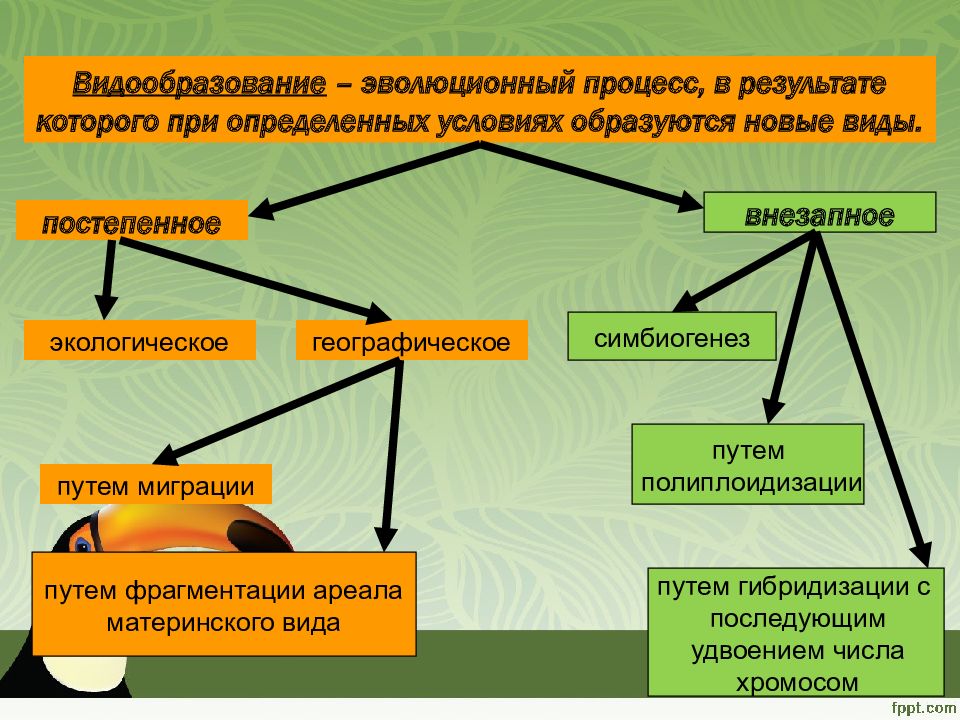 Схема эволюционного процесса