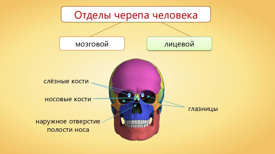 К мозговому отделу черепа относятся кости. Непарные кости лицевого отдела черепа человека. Скелет черепа человека биология 8 класс. Парные кости мозгового отдела черепа. Кости черепа человека 8 класс биология.