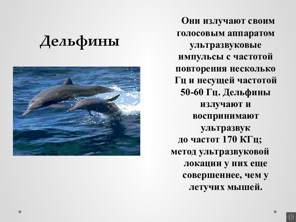 Ультразвук презентация 9 класс. Форма тела дельфина. Приспособление дельфинов к водной среде обитания. Приспособления дельфина к водной среде. Дельфин приспособление к среде.