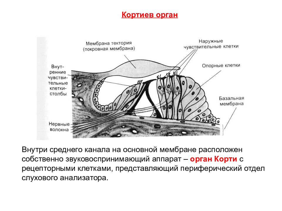 Мембраны внутреннего уха. Орган слуха Кортиев орган гистология. Кортиев орган покровная мембрана. Кортиев орган в улитке внутреннего уха. Слуховой анализатор волосковые клетки Кортиев орган.