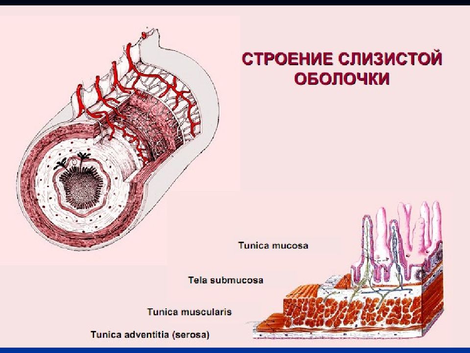 Слизистая оболочка полости рта рисунок