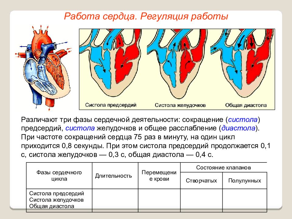 Сердечный цикл картинка