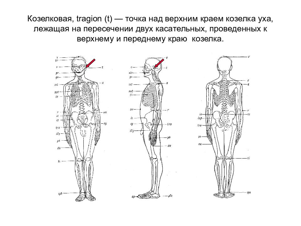 Точки вперед. Козелковая точка. Tragion точка.