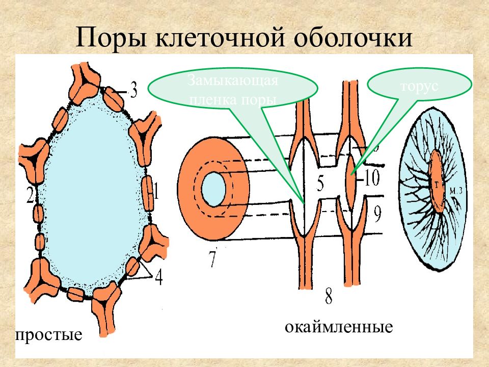 Типы пор. Пора в клетке растения. Простые и окаймленные поры. Строение окаймленной поры. Поры клетки.