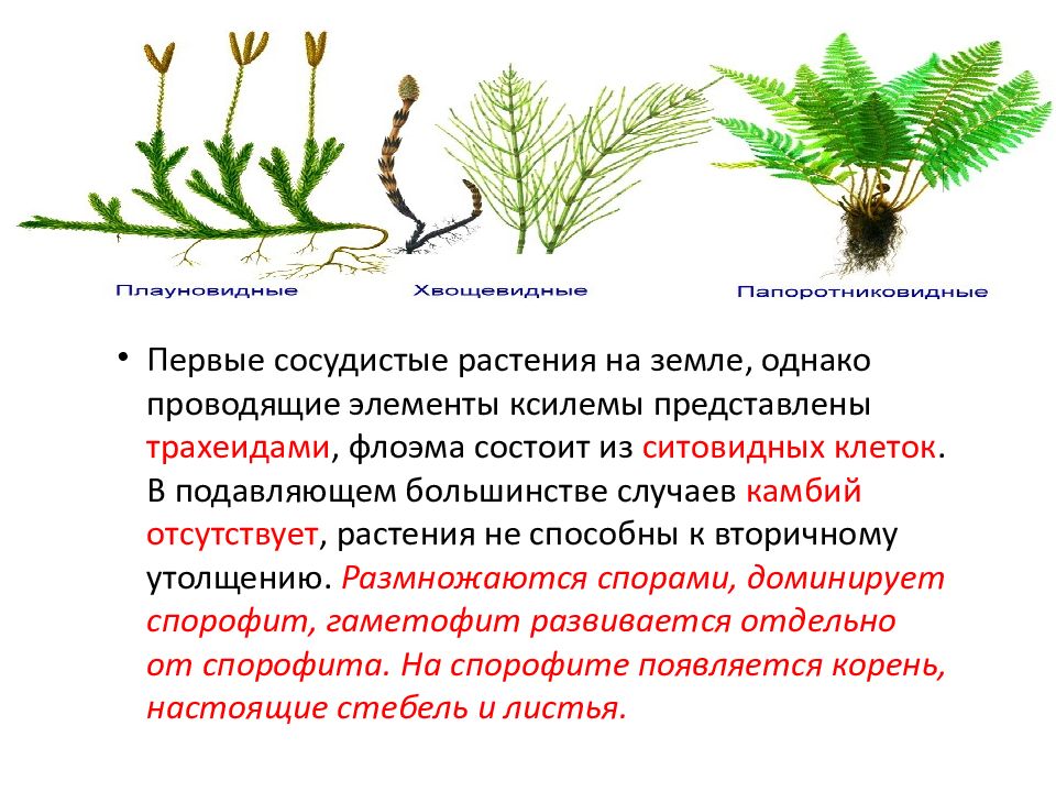 Для растения спорофита характерно