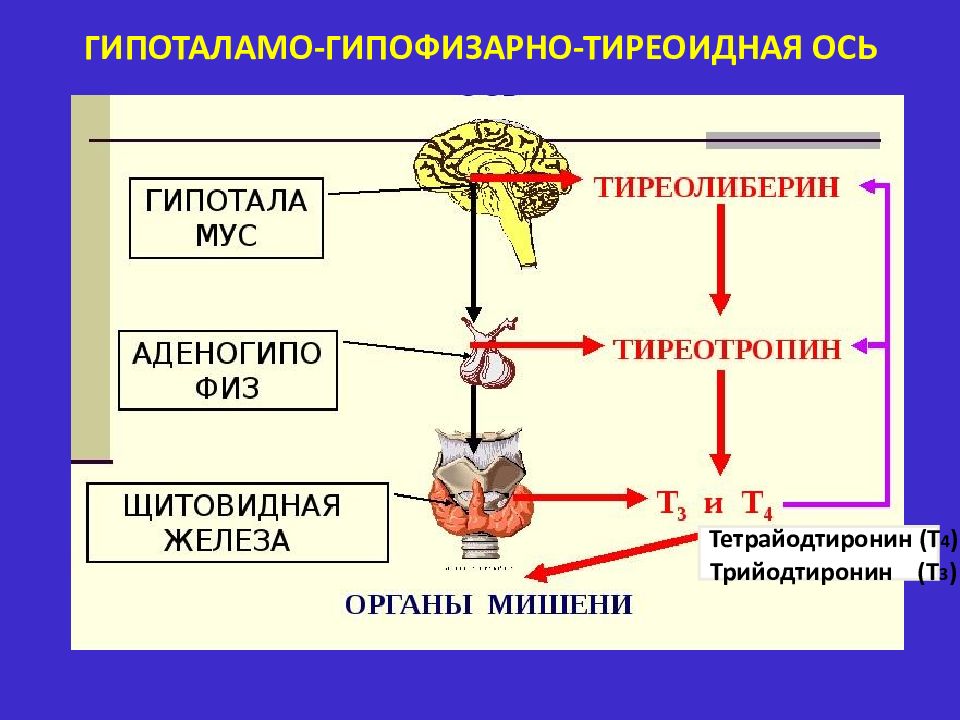 Схема тиреоидной оси