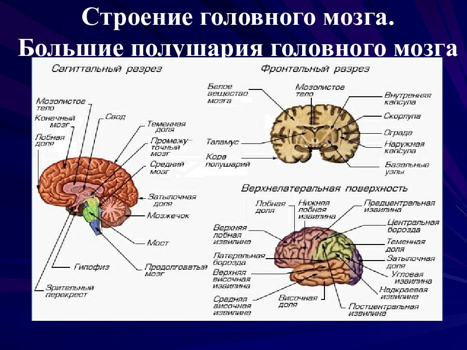 Задний отдел головного мозга состоит. Большие полушария строение и функции. Структуры головного мозга биология 8 класс. Функции отделов головного мозга анатомия. Строение и функции больших полушарий головного мозга.