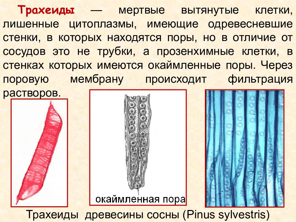 Трахеиды это. Трахеиды ксилемы. Трахеиды ксилемы сосны. Трахеиды в древесине. Трахеи и трахеиды.