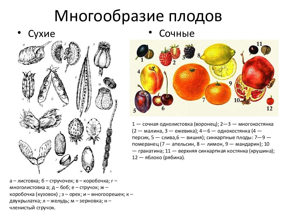 Назовите типы плодов. Строение сочных и сухих плодов. Строение плода растения классификация. Сочная однолистовка схема плода. Сухие плоды схема.