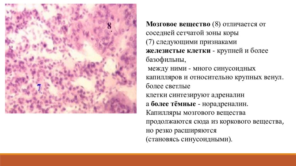 Мозговое вещество. Периферические эндокринные железы гистология. Ретикулярная ткань мозгового вещества. Мозговое вещество клетки. Ретикулярная ткань (сетчатая структура).