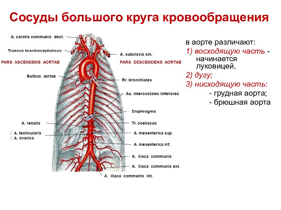 Артерии легких. Графическая структура артерии большого круга кровообращения. Артерии грудной части аорты схема. Сосуды большого круга кровообращения анатомия. Аорта и артерии большого круга кровообращения.