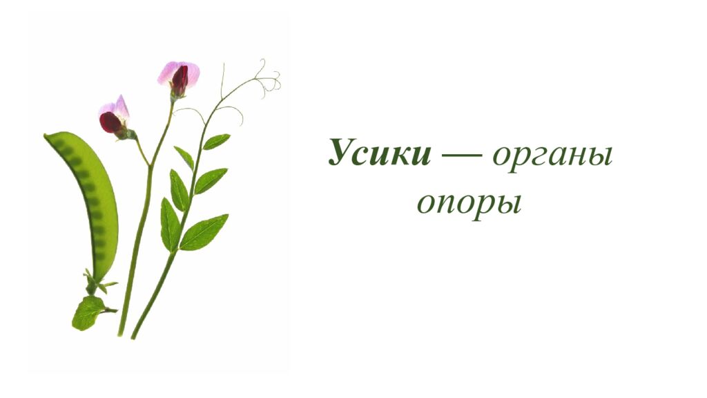 Особенности внешнего и внутреннего строения листа