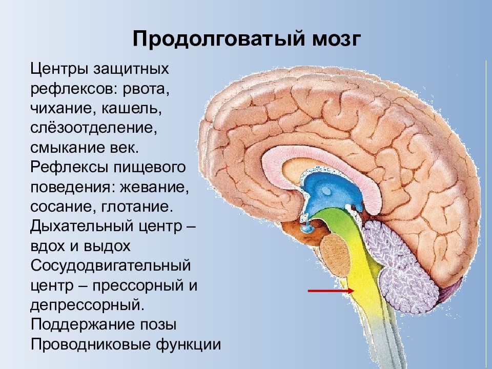 Слюноотделение какой отдел мозга. Функции продолговатого мозга центр защитных рефлексов. Центры защитных дыхательных рефлексов, дыхания и кашля расположены:. Продолговатый мозг отделы центральной нервной системы. Продолговатый мозг отдел нервной системы.