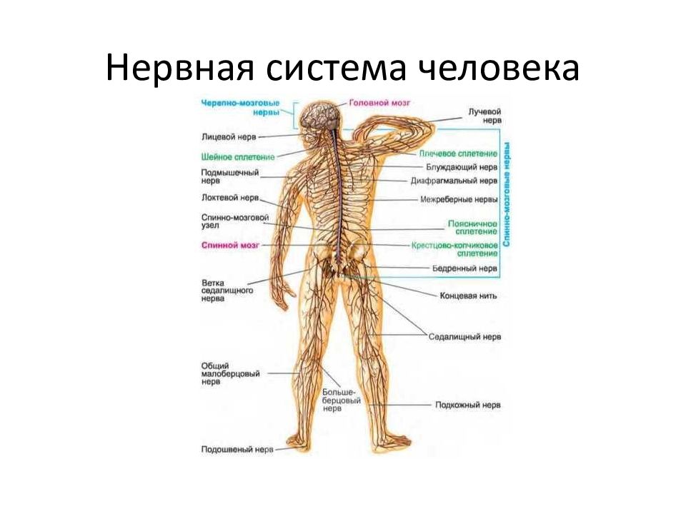 Система строения тела. Нервная система человека схема. Схема строения нервной системы анатомия. Организм человека схема нервная система. Нервная система человека вид спереди.