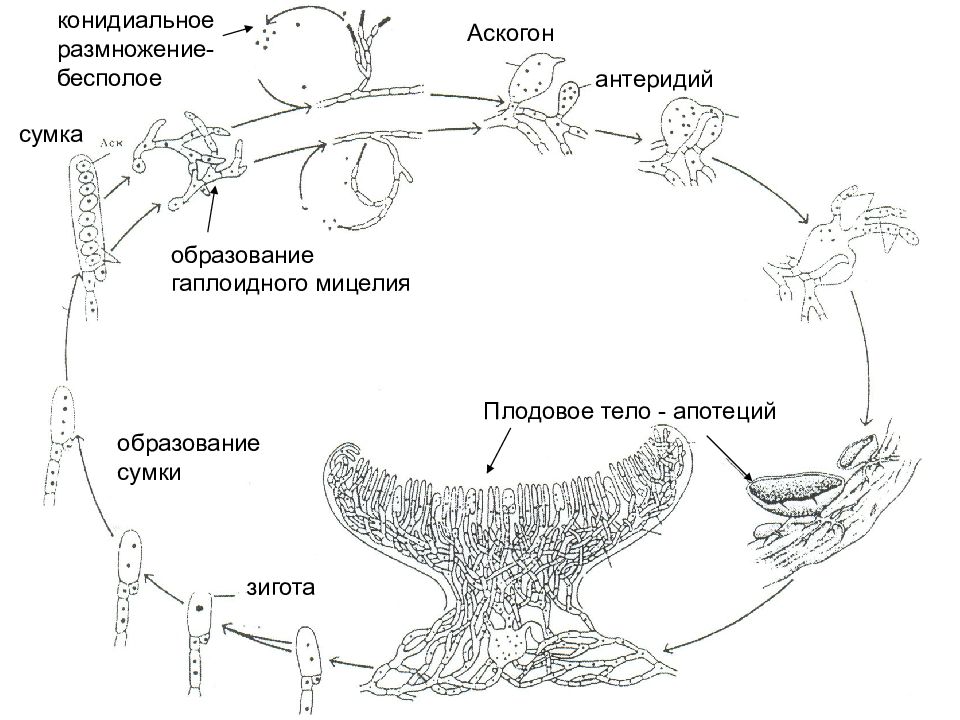 Эволюция вегетативных. Цикл развития гриба. Жизненный цикл аскомицетов. Жизненный цикл аскомицетов схема. Половое размножение грибов аскомицетов.