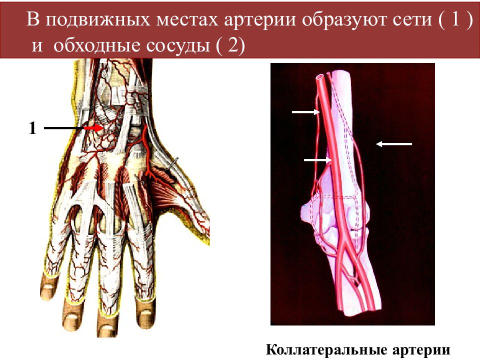 Презентация артерии и вены верхней конечности