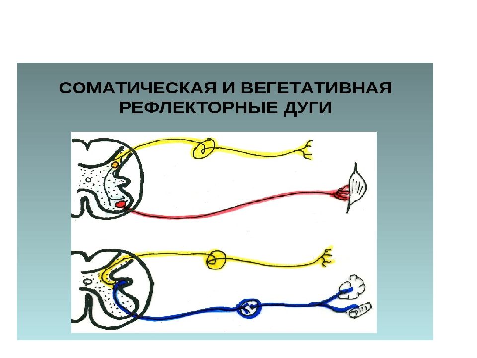 Хватательный рефлекс соматический или вегетативный