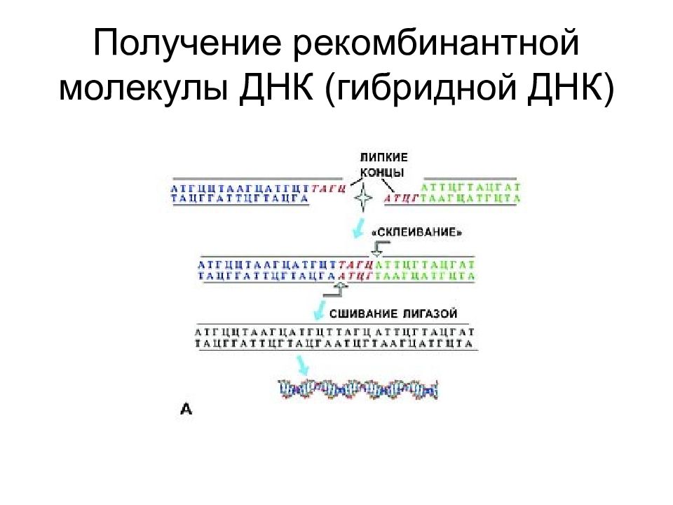 Рекомбинантная днк. Технология рекомбинантных ДНК. Методы получения рекомбинантных ДНК. Получение рекомбинантных молекул ДНК. Этапы получения рекомбинантной ДНК.