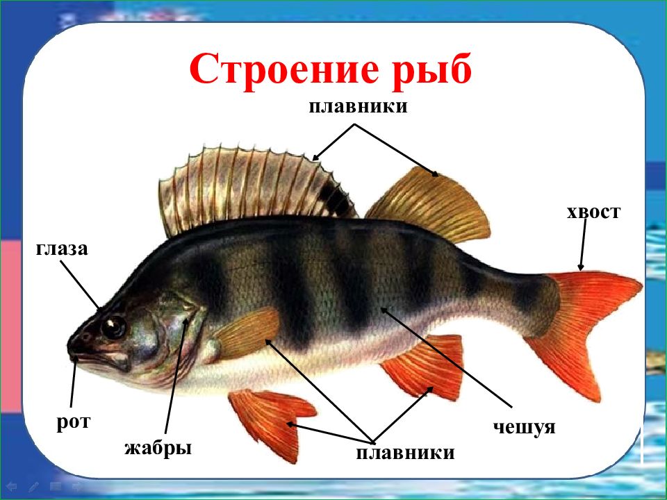 Строение рыбы. Строение рыбы для дошколят. Части тела рыбы. Строение рыбы для детей. Презентация окружающий мир рыбы