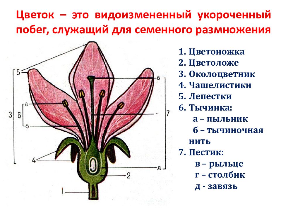 Цветок – это видоизмененный укороченный побег, служащий для семенного