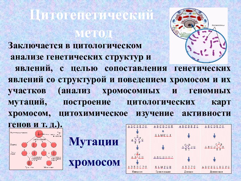 Методы изучения наследственности человека презентация 10 класс